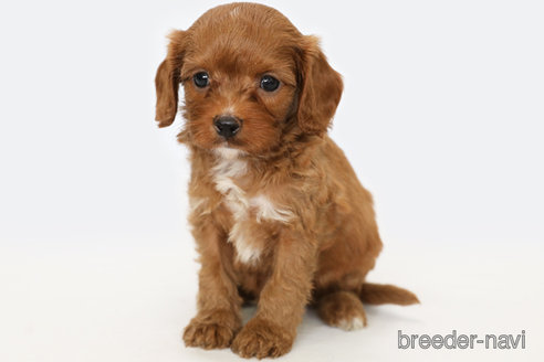 成約済の神奈川県のミックス犬-257370の2枚目